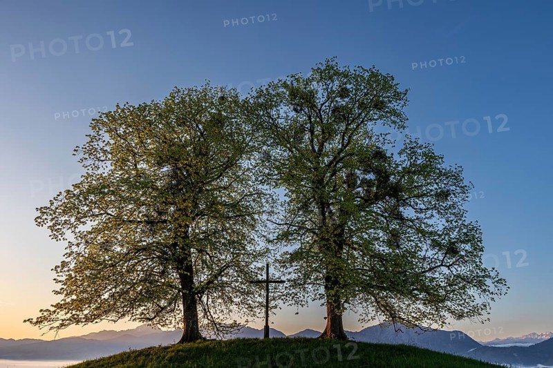 Two trees, chritstliches cross, mistletoe, backlight, sunrise, mountains, spring, view of Benediktenwand, Alpine foothills, Bavaria, Germany