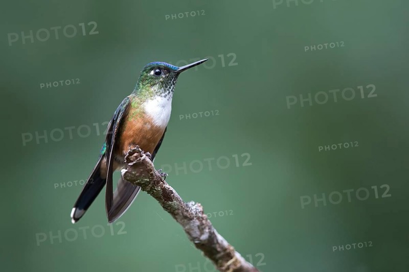 Violet-tailed Sylph (Aglaiocercus coelestis) female perched on a branch, Andes Mountains, Colombia