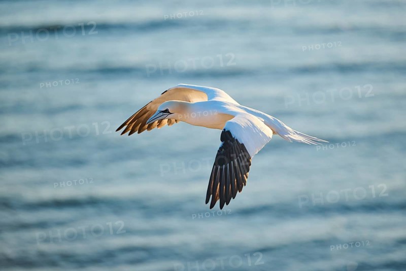 Northern gannet (Morus bassanus) flying over the sea at sunset, wildlife, Helgoland, Germany