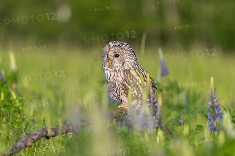 One Ural owl (Strix uralensis) sitting on a branch lying in a field of flowering lupines in late evening light