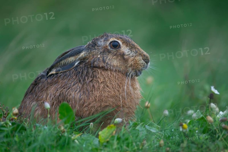 European brown hare (Lepus europaeus) adult animal in grassland during a rain storm, England, United Kingdom