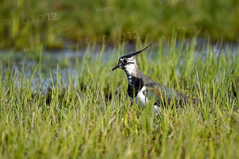 Northern lapwing (Vanellus vanellus), in a wet meadow, Dümmer, Lower Saxony, Germany