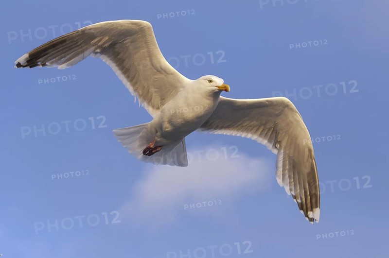 European Herring Gull (Larus argentatus) flying, Nord-Trondelag, Norway