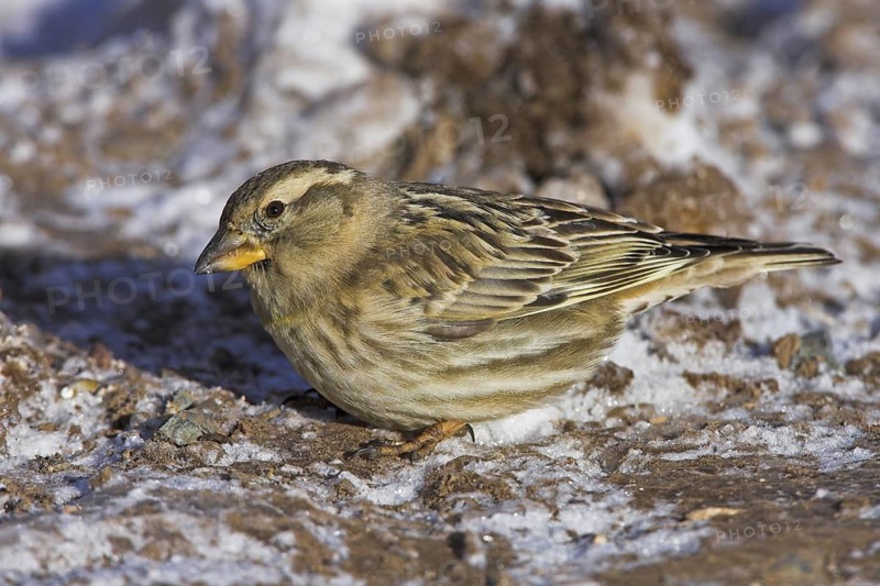 Rock Sparrow (Petronia petronia), Lesvos, Greece