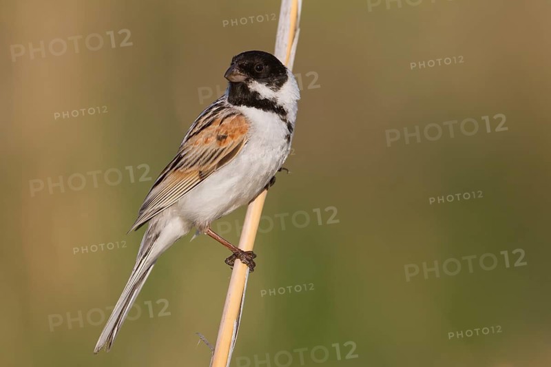 Reed Bunting - Rohrammer - Emberiza schoeniclus ssp. pyrrhuloides, Kazakhstan, adult male