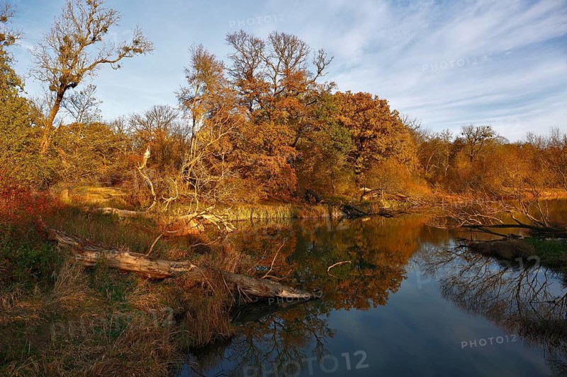 Ancient oaks in autumn foliage at an oxbow lake, Middle Elbe Biosphere Reserve, Saxony-Anhalt, Germany