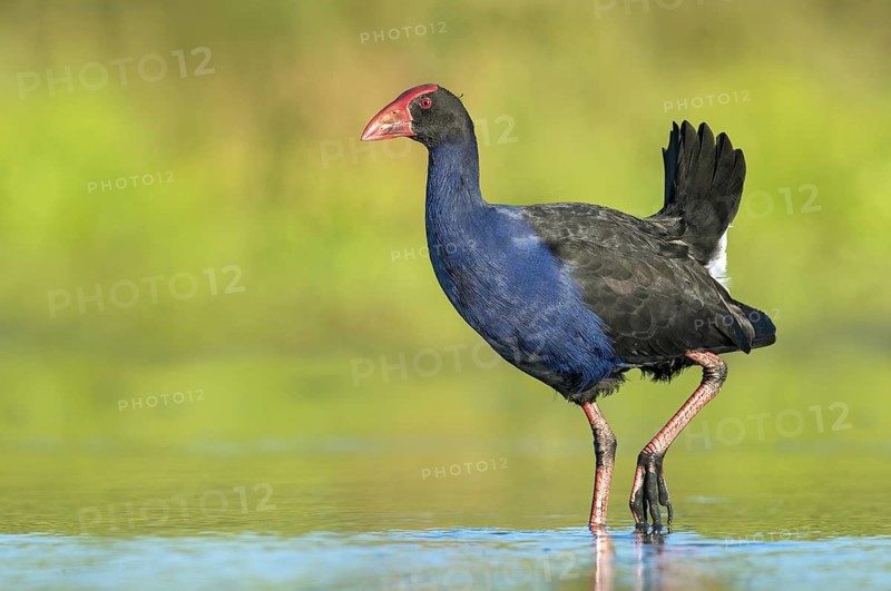 Australasian Swamphen (Porphyrio melanotus melanotus), Victoria, Australia