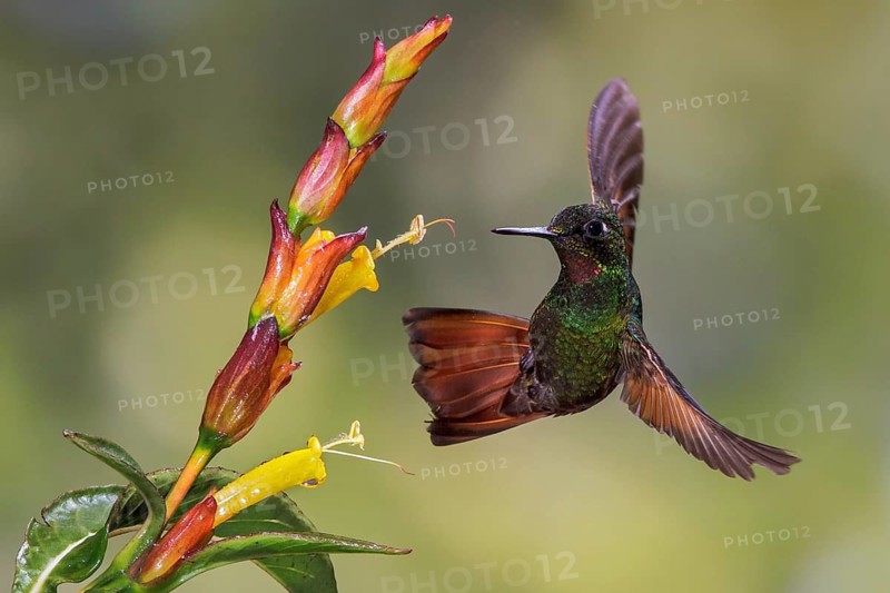 Brazilian Ruby (Clytolaema rubricauda) flying and feeding at a flower in the Atlantic rainforest of southeast Brazil