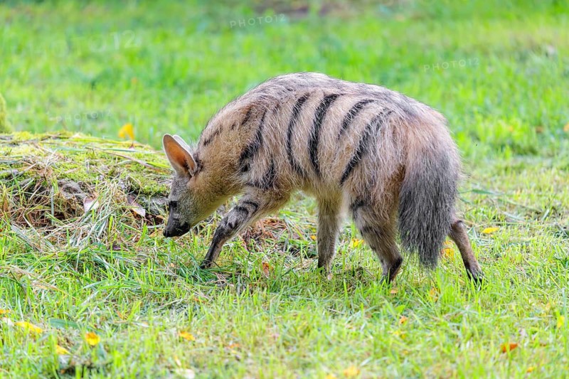 An aardwolf (Proteles cristatus) funs across a green meadow