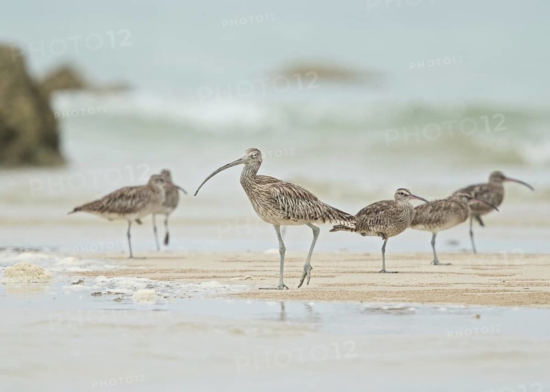Far Eastern Curlew (Numenius madagascariensis), Thailand