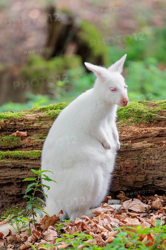 An albino red-necked wallaby or Bennett's wallaby (Macropus rufogriseus) sits in a meadow next to a rotting, moss-covered tree lying on the ground