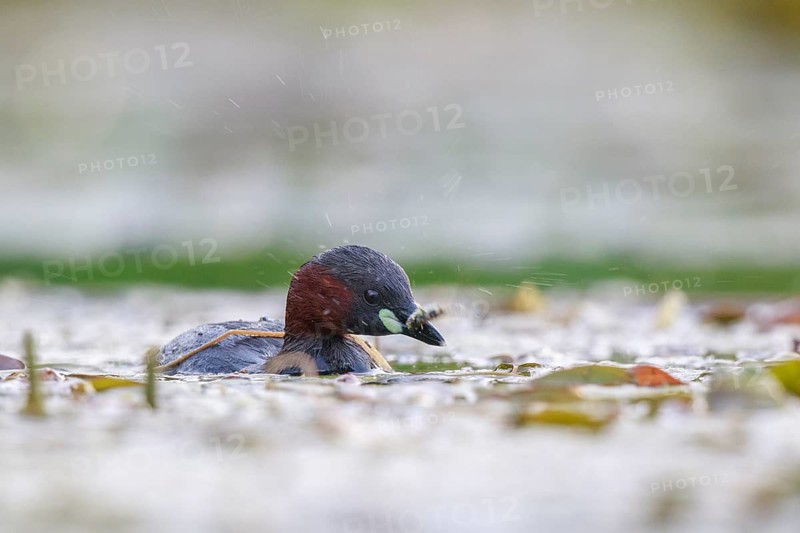 Little Grebe (Tachybaptus ruficollis) with fish prey, North Rhine-Westphalia, Germany