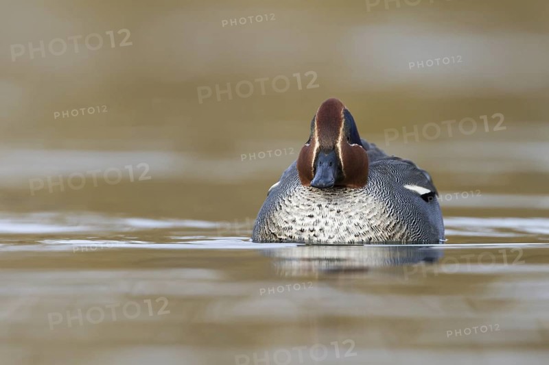 Eurasian Teal (Anas crecca) male, Bavaria, Germany