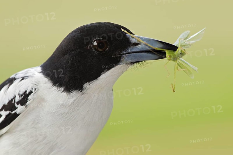 Black-backed Butcherbird (Cracticus mentalis), Queensland, Australia