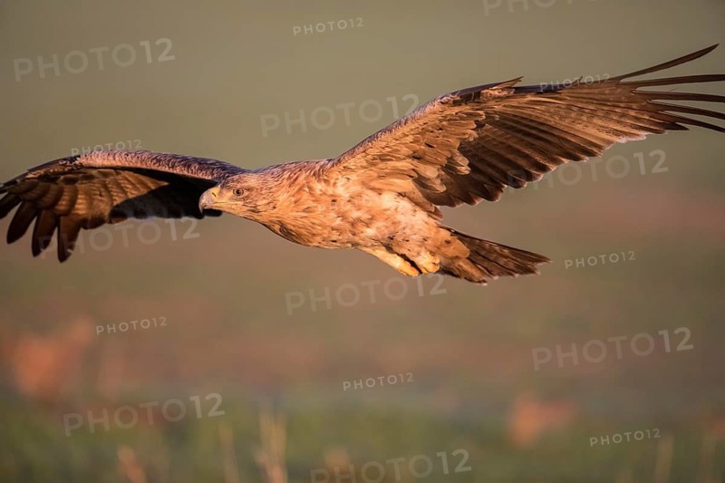 Juvenile Iberian Eagle in flight, Spanish Imperial Eagle (Aquila adalberti), Extremadura, Castilla La Mancha, Spain