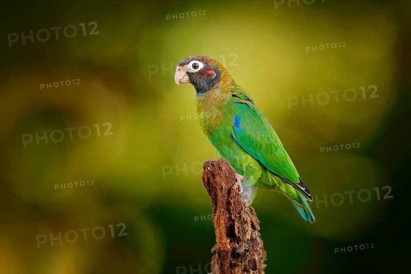 Brown-hooded Parrot (Pyrilia haematotis), Costa Rica