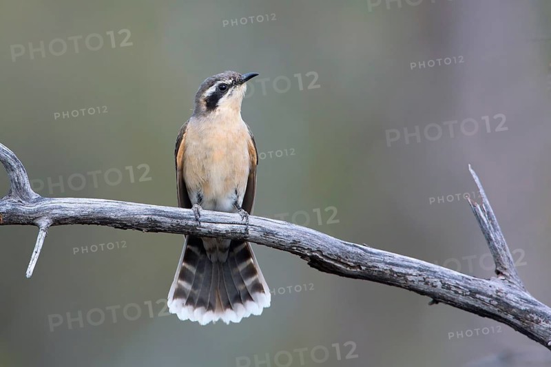 Black-eared Cuckoo (Chrysococcyx osculans), New South Wales, Australia