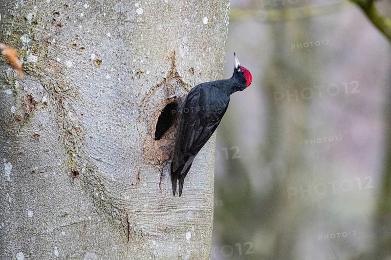 Black woodpecker (Dryocopus martius) ml Germany