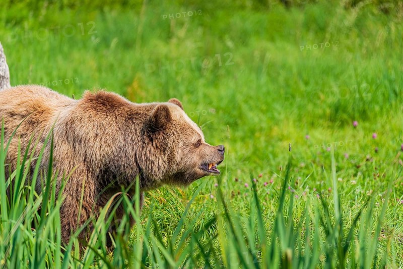 One adult male eurasian brown bear (Ursus arctos arctos) stands in a meadow with tall grass