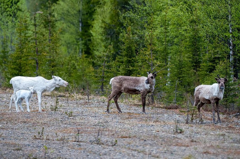 Artiodactyla, even-toed ungulate, Finland, cloven-hoofed, rangifer tarandus, reindeer, reindeer, adolescent, juvenile, leucism, mammals, mammals