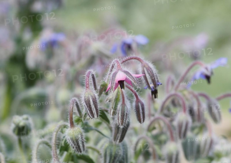 Borage (Borago officinalis), flowers and buds, North Rhine-Westphalia, Germany