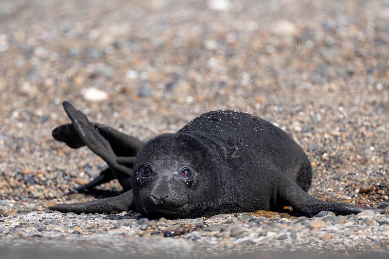 Southern elephant seal (Mirounga leonina), newborn young with black fur lying on gravel beach, Valdés Peninsula, Patagonia, Argentina