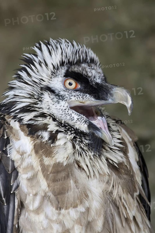 Bearded Vulture (Gypaetus barbatus)