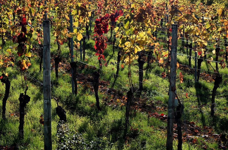 Vineyard, vines, vineyards, viticulture, autumn colouring, autumn, Kappelberg, Fellbach, Waiblingen, Baden-Württemberg, Germany