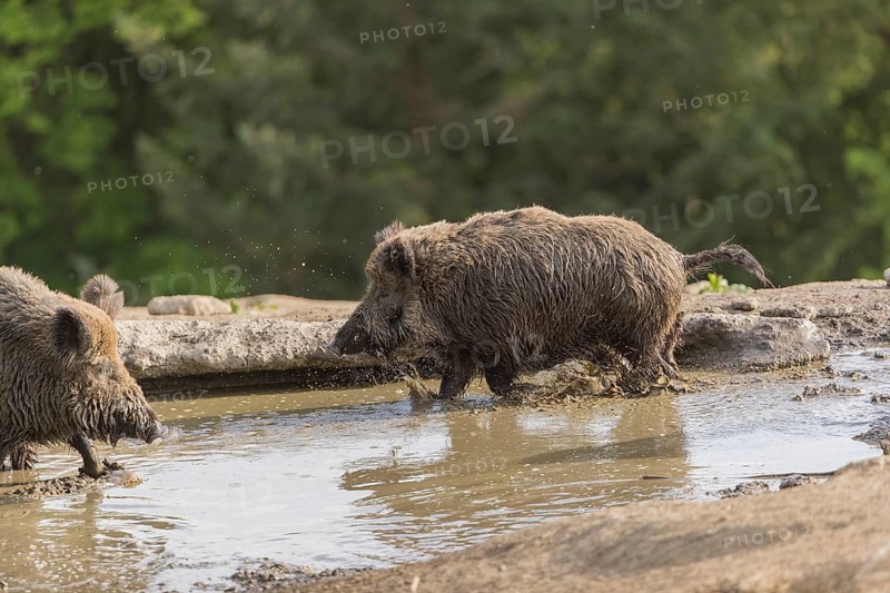 Two wild boar or wild pig (Sus scrofa), fighting in a small pool with a green forest in the background