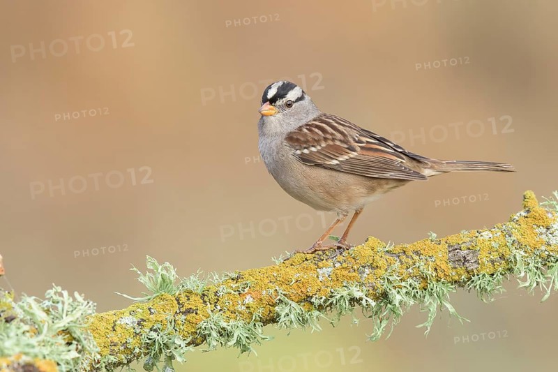 White-crowned Sparrow (Zonotrichia leucophrys) perched on branch, California, USA