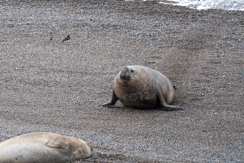 Southern elephant seal (Mirounga leonina), male, lying on the pebble beach, in the background another animal and birds, Península Valdés, Patagonia, Argentina