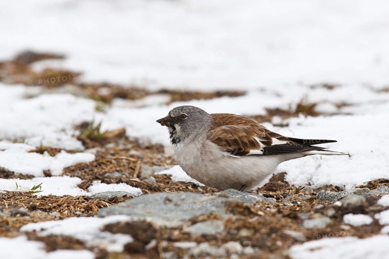 Snowfinch (Montifringilla nivalis) male, Tyrol, Austria