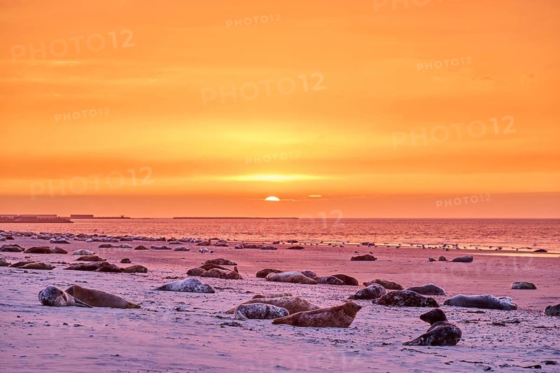 Colorful sunset on the beach with Grey seal (Halichoerus grypus) lying lying on it, Düne, Helgoland, Schleswig-Holstein, Germany