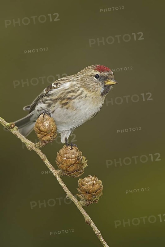 Lesser Redpoll (Acanthis cabaret), Wales, United Kingdom