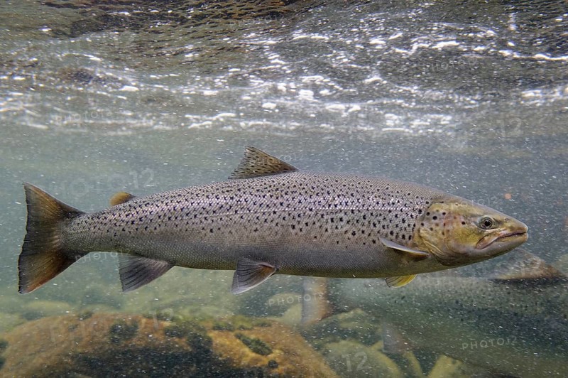 Swimming salmon (Salmo salar) under water, Laerdalsoyri, Norway