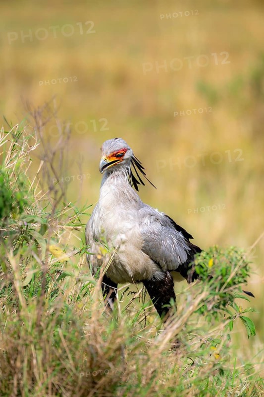 Secretary bird (Sagittarius serpentarius), in the grass, Serengeti National Park, Tanzania