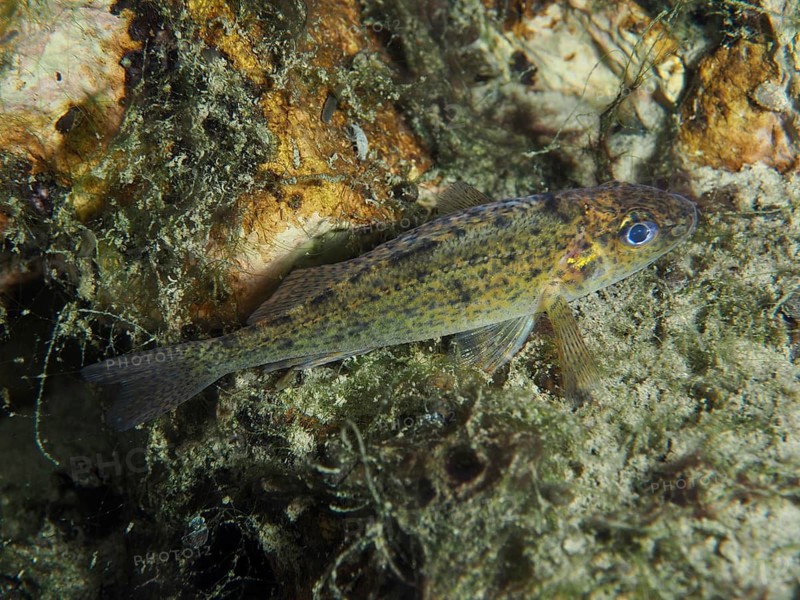 A small ruffe (Gymnocephalus cernua) resting on an algae-rich substrate, perfectly integrated into the surroundings, dive site Zollbrücke, Rheinau, Canton Zurich, Rhine, High Rhine, Switzerland, Jestetten, Germany