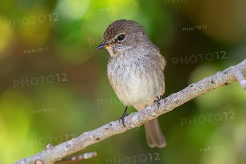 Dark flycatcher, (Muscicapa adusta), family of flycatchers, Harold Porter National Botanical, Betty's Bay, Western Cape, South Africa