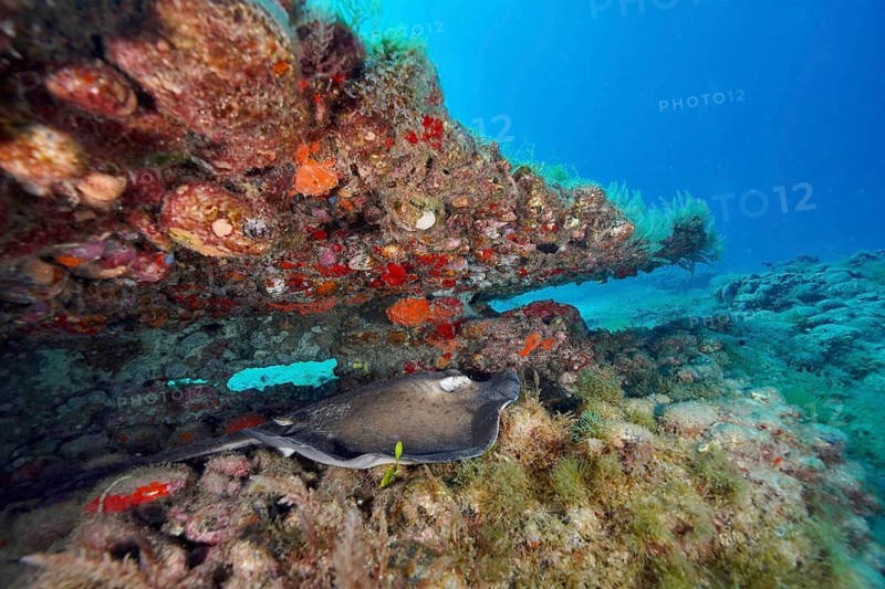 Round stingray (Taeniura grabata) beneath a rocky ledge on the colourful reef, in the deep blue of the sea, Pasito Blanco Reef dive site, Arguineguín, Gran Canaria, Spain, Atlantic Ocean