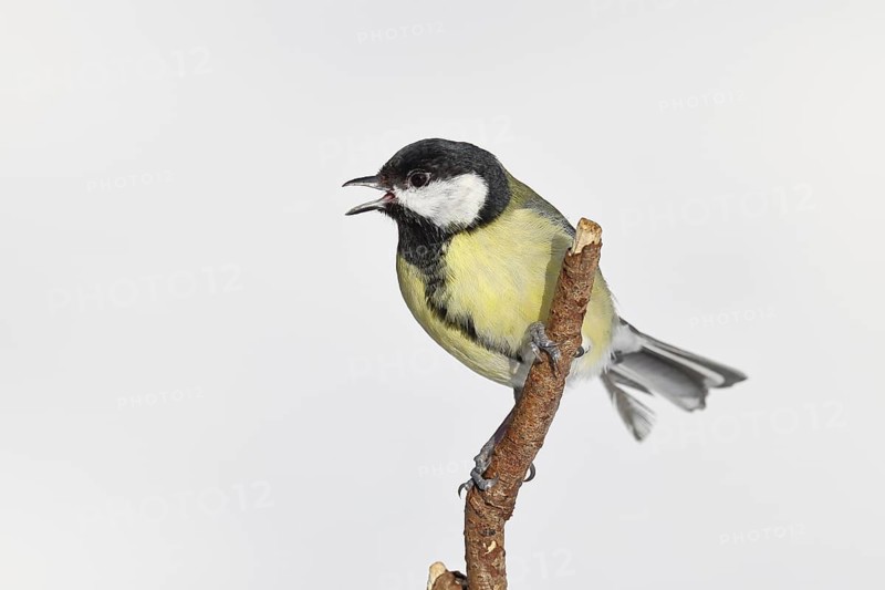 Great Tit (Parus major), perched on a branch singing in winter, wildlife, animals, birds, tits, Wilnsdorf, North Rhine-Westphalia, Germany