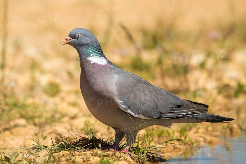 Columba Palumbus, Woodpigeon, Bath, Bathe, Bird Bath, Birds, Columbidae, Doves, Doves, Potions, Birdbath, Birds, Watering Place