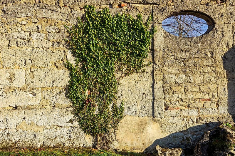 Ivy climbs up a wall in the desert cemetery of the village and today the ghost town of Gruorn on the former military training ground in the Münsingen estate district, Baden-Württemberg, Germany. Ivy Climbs up a Wall in the Churchyard of the Deserted Village of Gruorn — Now a Ghost Place — Situated on the Former Military Training Area on Munsingen Estate, Baden-Württemberg, Germany