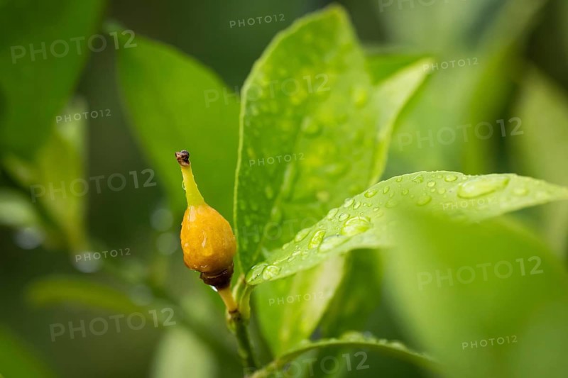 Fruit nodule of a lemon plant, initial stage of a ripening lemon, Stuttgart, Baden-Württemberg, Germany