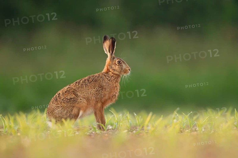European brown hare (Lepus europaeus) adult animal in a farmland maize field crop in summer, England, United Kingdom