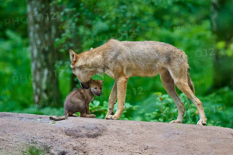 A mother wolf lovingly cares for her cub, Wolf (Canis lupus), Germany