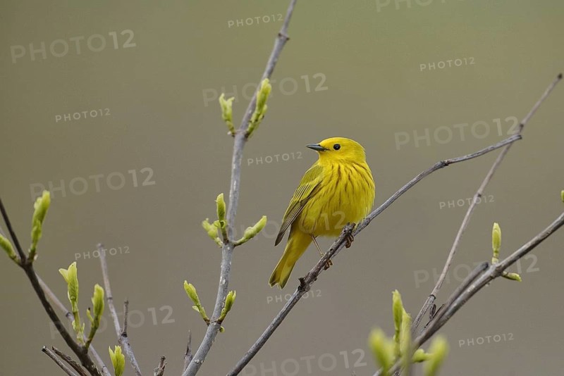 American Yellow Warbler (Setophaga aestiva), Ohio, USA
