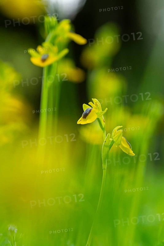 Close-up image of a delicate yellow orchid, possibly from Andalusia, with a blurred green background enhancing the beauty of the flower