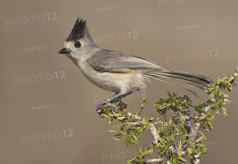 Black-crested Titmouse (Baeolophus atricristatus), Texas, USA
