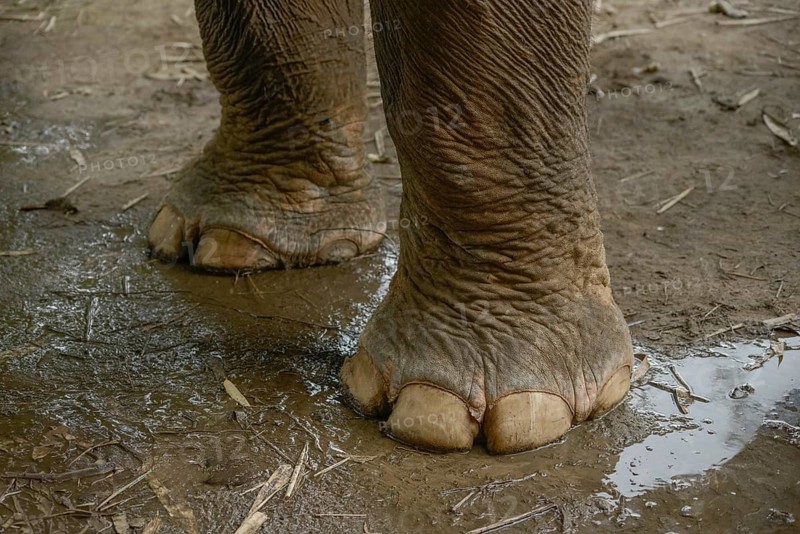 Detailed close-up of Asian elephant feet standing in muddy terrain, highlighting the texture and rugged beauty. Captured in Thailand, showcasing natural wildlife habitat