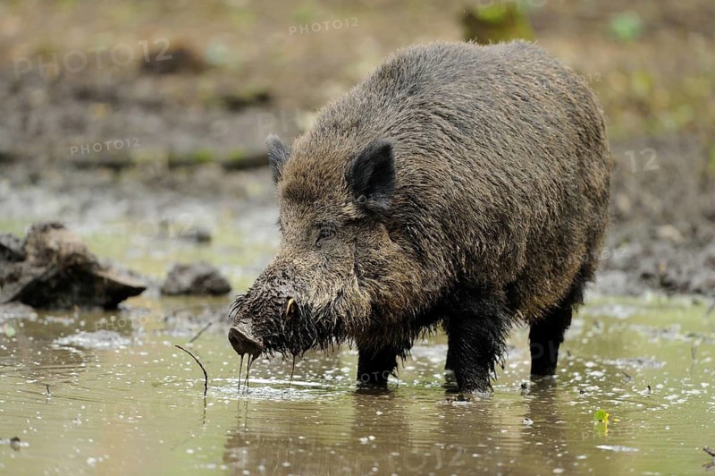 A wild boar searches for food in muddy water, wild boar (Sus scrofa), Hesse